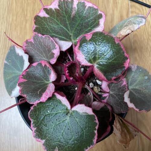 Strawberry Begonia Plant Care