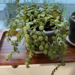 String of Nickels Plant Care