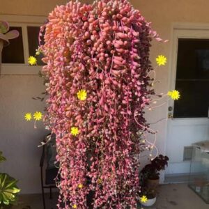 String of Rubies