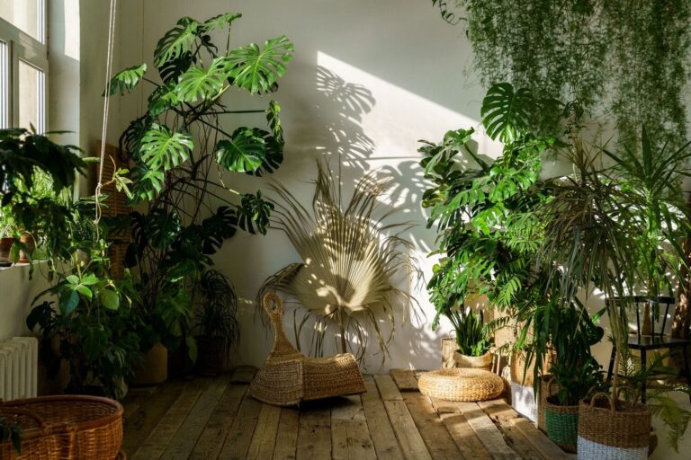 Sun streaming through a window into a room filled with plants