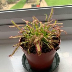Sundew Drosera Plant Care