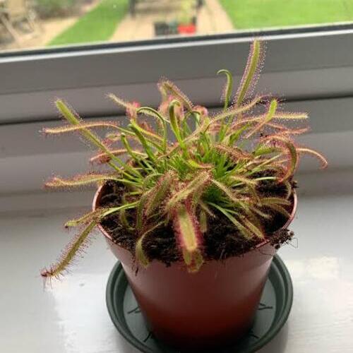 Sundew Drosera Plant Care
