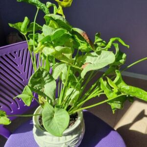 Syngonium Milk Confetti