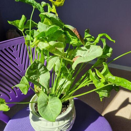 Syngonium Milk Confetti