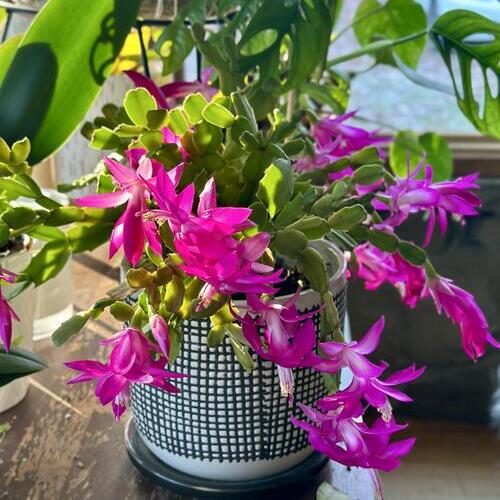 Thanksgiving Cactus Plant Care