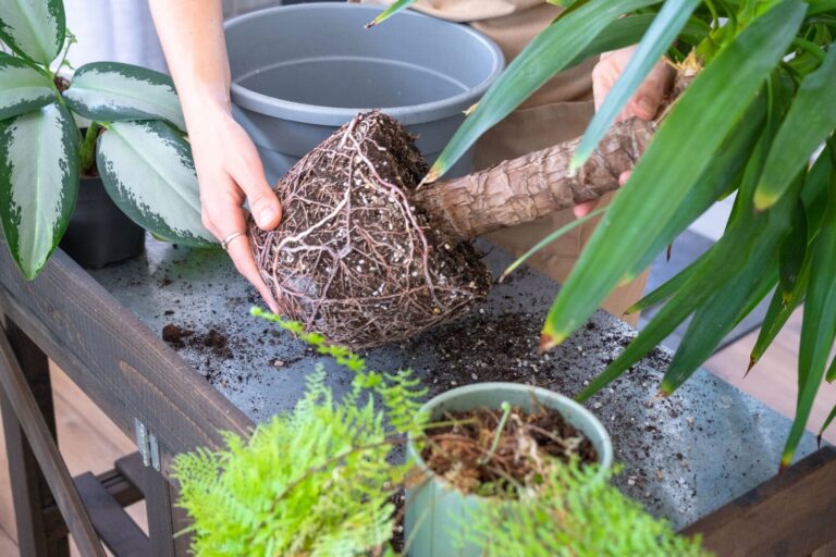 Thriving roots on a healthy houseplant being repotted