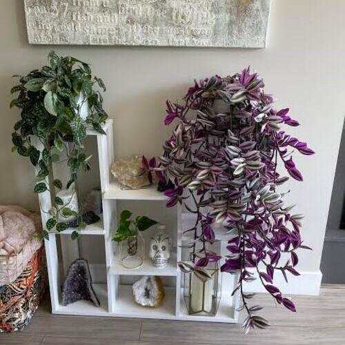 Trandescantia Nanouk Plant Care