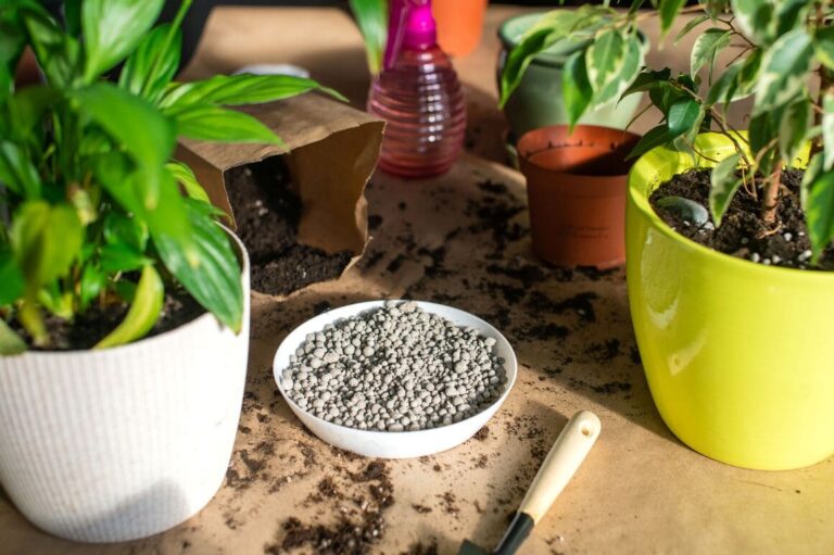 Tray full of pumice with nearby plants in containers ready to be repotted