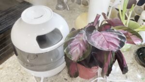 Why My Calathea Loves a Humidifier