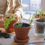 How Propagating Houseplants Can Save You Money When You’re on a Tight Budget