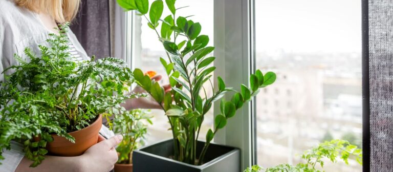 Woman placing a ZZ plant and fern on the windowsill in her indoor garden
