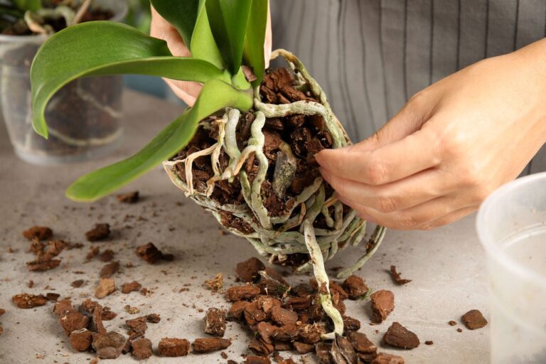 Woman transplanting orchid removing old bark from plant’s roots