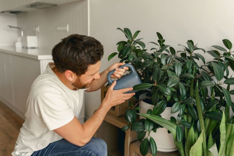 Young man watering houseplants, including sansevieria