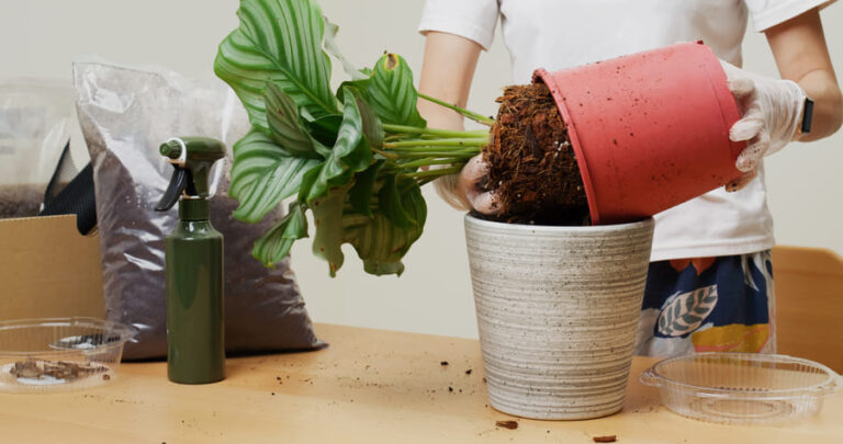 Young woman repotting a calathea into a larger pot with bag of potting soil and spray bottle nearby