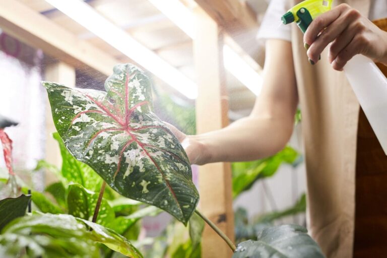 Young woman spraying large, colorful caladium leaf with fertilizer in an indoor garden