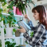 Best Low-Maintenance Houseplants for Students with Demanding Schedules