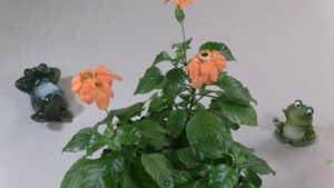 Crossandra 'Sundance' Plant Spotlight