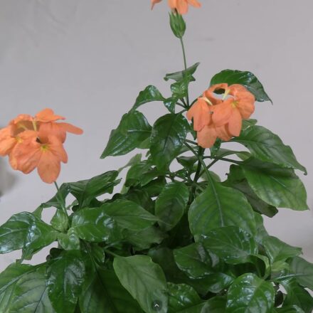 Crossandra 'Sundance' Plant Spotlight