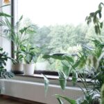 From Houseplants to Backyard Gardens: Creating a More Connected Home