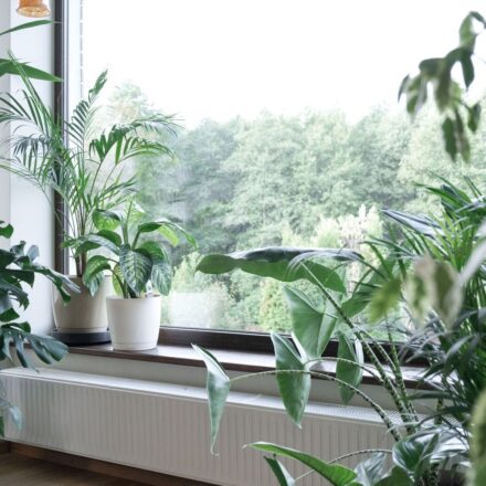 Healthy, vibrant collection of houseplants next to a window overlooking green trees outdoors