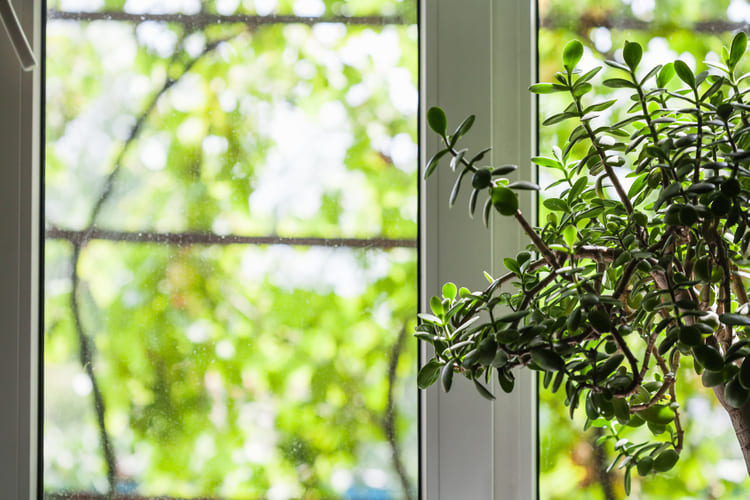Jade plant indoors next to a window with corresponding greenery outside