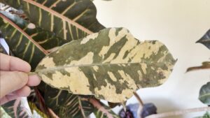 Look What Happened When I Pressed a Croton Leaf