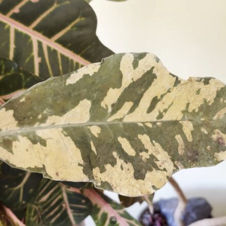 Look What Happened When I Pressed a Croton Leaf