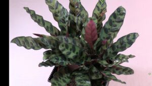 Rattlesnake Plant Care What to Know