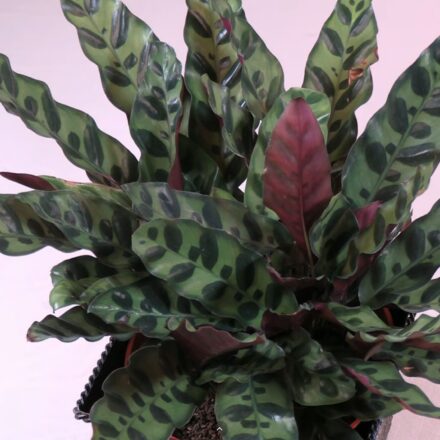 Rattlesnake Plant Care What to Know