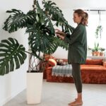 How to Keep a Houseplant in the Same Size Pot