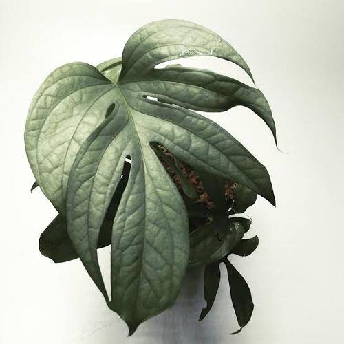 Amydrium medium 'Silver' Plant Care