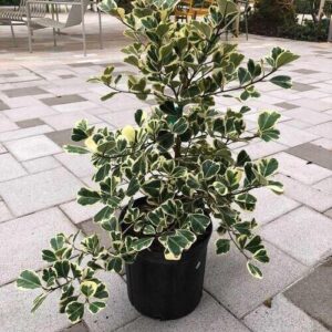 Ficus triangularis Plant Care
