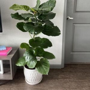 Ficus umbellata (Umbrella Fig) Plant Care