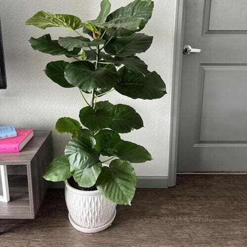 Ficus umbellata (Umbrella Fig) Plant Care
