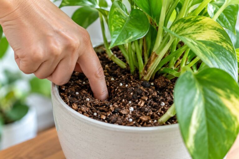 Hand checking the moisture level of potting soil in a pothos plant by pressing a finger into the soil