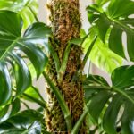 How to Use Moss Poles for Houseplants: A Complete Guide