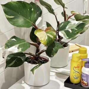 Philodendron White Knight