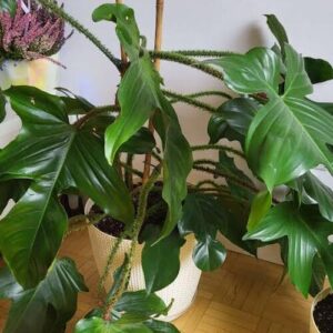 Philodendron squamiferum