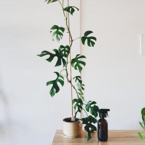 Rhaphidophora tetrasperma (Mini Monstera) Plant Care
