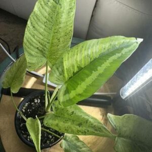 Schismatoglottis wallichii Plant Care