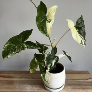 Syngonium podophyllum 'Albo Variegatum' Plant Care