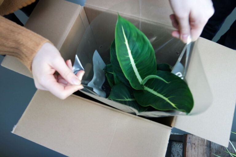 Woman placing houseplant in protective sleeve inside a box for moving