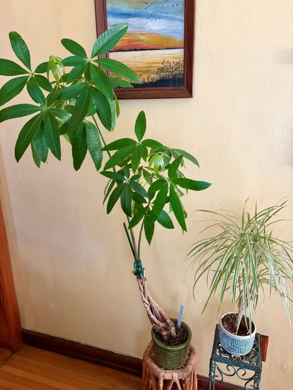 Pachira aquatica and Dracaena marginata against a yellow wall where a painting hangs of a lakeside view at sunset