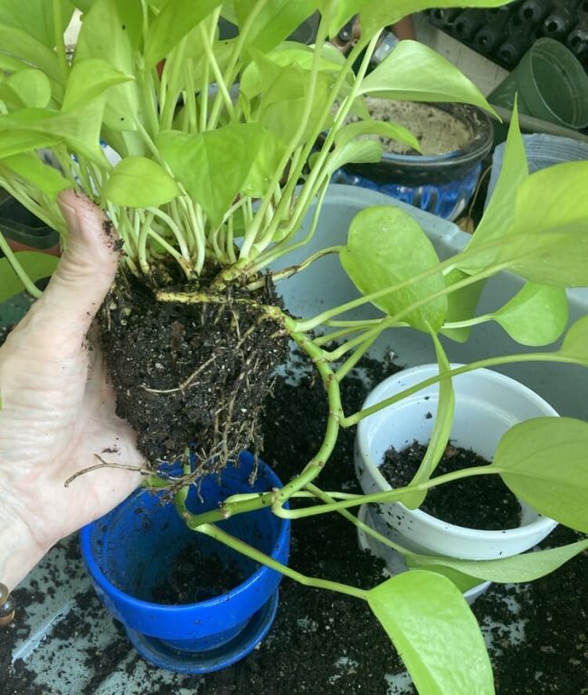 Repotting pothos into slightly larger white pot
