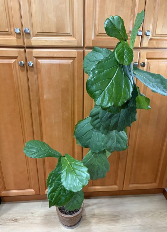 Tall Ficus lyrata (Fiddleleaf fig) in small pot against wooden cupboards