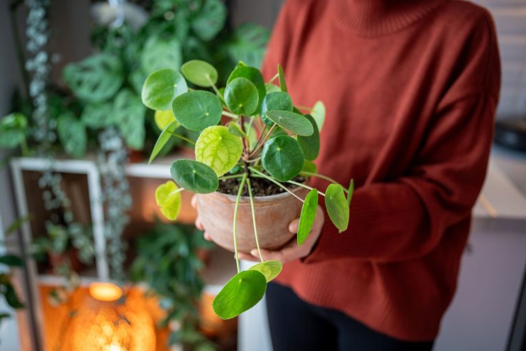 woman-hand-holding-terracotta-pot-with-pilea-peper